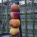 apples for the birds on a winters day