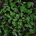 january rocket crop