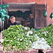 mint for tea