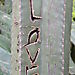cacti grafitti