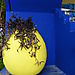 blue,blue and yellow