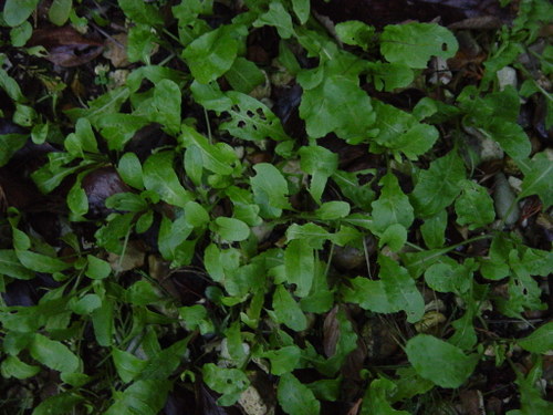 january rocket crop