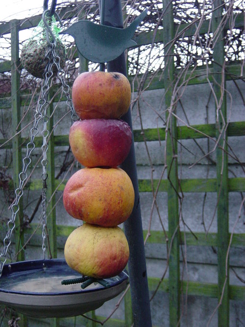 apples for the birds on a winters day