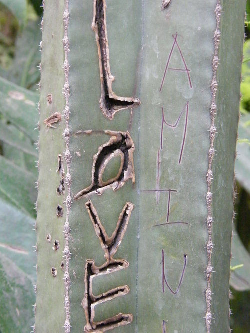 cacti grafitti